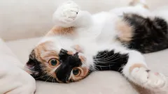 Miksi kissa näyttää vatsansa: eläintieteilijät tulkitsivat kaikki lemmikin viestit