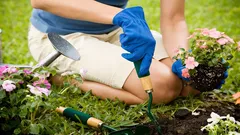 Mitä kasveja ei kannata istuttaa vierekkäin – puutarhuri kertoo säännöt