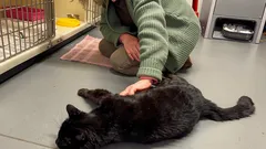 Kissa katosi 12 vuodeksi ja palasi – tunnisti omistajansa ensimmäisistä sekunneista