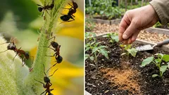 Muurahaiset marssivat kuin armeija pihalla, kunnes ripottelin tätä maustetta – ja ne katosivat