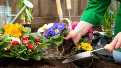 Mitä kukkia voi kylvää suoraan avomaalle huhtikuussa: helppo lista ilman vaivaa