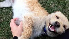 Miksi koirat pyytävät rapsuttamaan vatsaansa: kyse ei ole vain nautinnosta