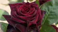 Nämä ruusut kaunistavat minkä tahansa puutarhan: 5 kauneinta ja helppohoitoisinta lajiketta