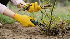 Eivät ehkä kuki: puutarhurit kertoivat kasveista, joita ei pidä leikata keväällä