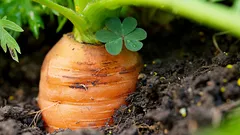 Kasvaa missä säässä tahansa – parhaat ajankohdat porkkanan kylvöön keväällä