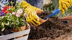 Naapurit luulevat tätä kalliiksi: kukat, jotka luovat vaikutelman eliittipuutarhasta