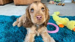 Nämä koirat ovat aina uskollisia ja hellyydenkipeitä: eläintieteilijä nimesi viisi rotua