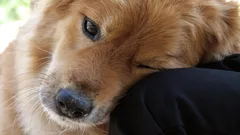 Esi-isiltä peritty ele: miksi koira laskee päänsä omistajansa päälle?