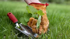 Puutarha rikkaruohojen uhkaamana: vaarallisimmat kasvit valtaavat pihan keväällä