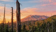 Tulivuoren polttama maa heräsi eloon kokeen jälkeen: siellä kasvaa yli 40 000 kasvia