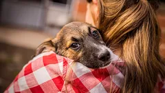 Koiran rakkauden salaisuus: miten lemmikki valitsee kotona oman isäntänsä