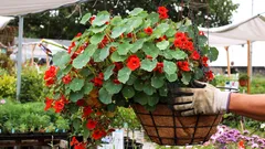 Yksi kylvö kymmenen käsittelyn sijaan: tämä kukka toimii kuin kokonainen armeija tuholaisia vastaan