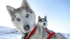 Poikkeuksellista kauneutta: 3 koirarotua, joihin rakastut ensisilmäyksellä