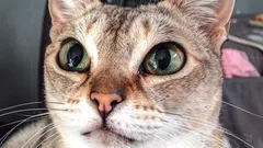 Hellävaraiset mutta arvaamattomat – kissarodut, joilla on kaikkein vahvin luonne