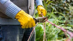 Yksi virhe – ja oksat alkavat lahota: puutarhuri paljasti puiden leikkaamisen perussäännöt