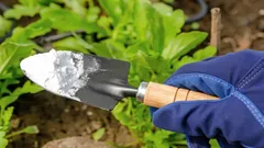 Tavallinen ruokasooda tuholaisia vastaan: nopea ja edullinen tapa suojata satoa