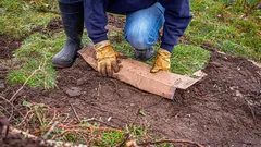 Ei roskaa, vaan arvokas resurssi: puutarhuri jakoi hyödyllisiä tapoja käyttää pahvia puutarhassa
