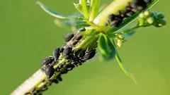 Kirvat kasveista katoavat ilman kemikaaleja ja kuluja: muista tämä helppo tapa