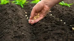 Mitä kylvää huhtikuussa: 5 sitkeintä vihannesta vaihtelevaan ilmastoon