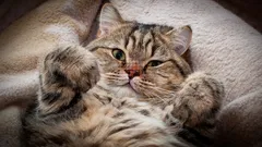 Rakastatko kissoja? Psykologia sanoo, että sinulla on 5 todella harvinaista luonteenpiirrettä