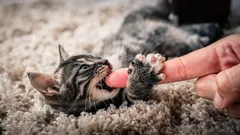 Kissanpentu puree ja raapii? Näin opetat sen hellästi eroon tästä tavasta