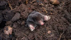 Kiehauta ja kaada koloon – myyrät lähtevät pihalta heti