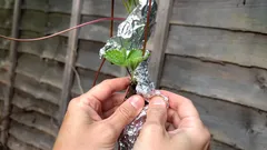 Pitääkö alumiinifolio puutarhatuholaiset loitolla? Puutarhuri vastaa