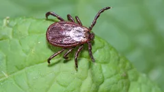 Puutiaiset häviävät puutarhastasi – puutarhuri nimesi kasvit, jotka kannattaa istuttaa