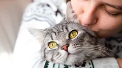 Tämä ei ole pelkkää hellyyttä: miten kissat todella kokevat suudelmamme ja halauksemme