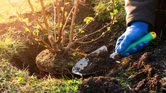 Puutarhurin pahin virhe: 10 pensasta, joita ei koskaan kannata istuttaa talon lähelle