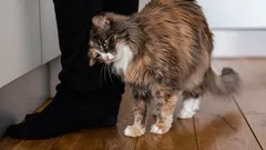 Miksi kissat puskevat päätään omistajaansa vasten: eläintieteilijä paljasti eleen merkityksen