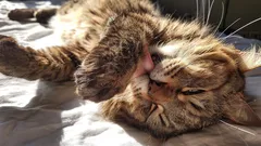 Parempi kuin meteorologi: miten kissat voivat helposti ennustaa säätä ja kertoa siitä sinulle